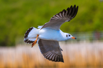 Close up seagull flying in the sky.