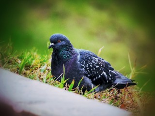 Just a pigeon