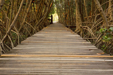 Wooden Bridge in Mangrove Forest at Laem Phak Bia