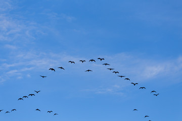 Group of migrating geese birds