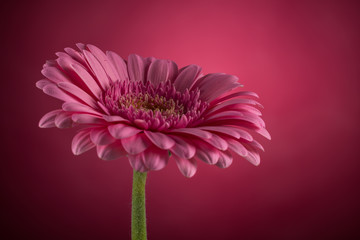 Pink Gerbera flower