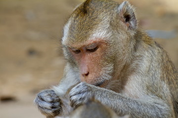 monkey playing on the other monkey's back