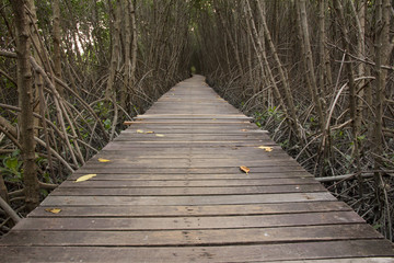 Fototapeta premium Wooden Bridge in Mangrove Forest at Laem Phak Bia