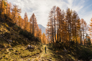 Young female is trekking in autumn, surroneded by beautiful yellow larches in Triglav National Park in Slovenia.