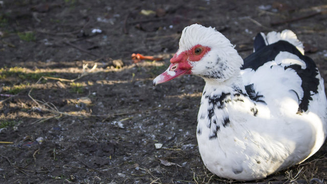 A white duck sitting