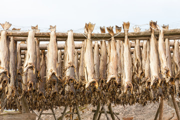 Stockfish hanging on a rack to dry