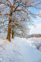 Hoarfrost covered oak trees in a winter landscape at a footpath
