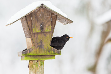 Blackbird that sits on a bird feeding