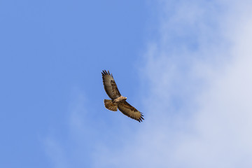 Flying Buzzard on a blue summer sky
