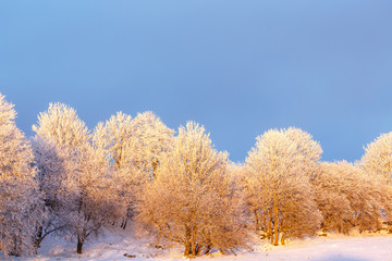 Naklejka na ściany i meble Frost on trees at a field with snow