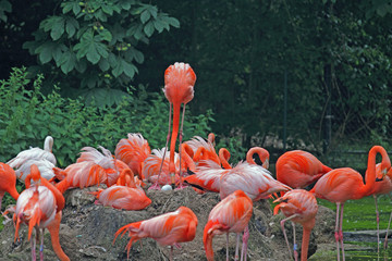 Brütender Flamingo