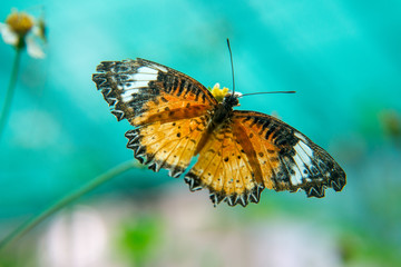 Butterfly in a garden in Bangkok Thailand