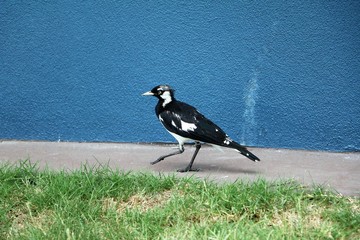 Grallina cyanoleuca in Australia © ClaraNila