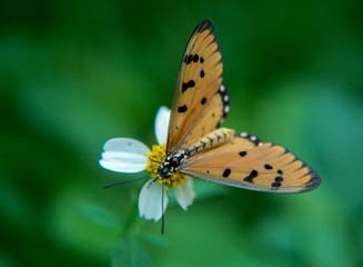 Butterfly in a garden in Bangkok Thailand