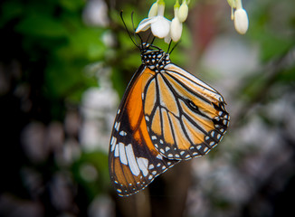 Butterfly in a garden in Bangkok Thailand