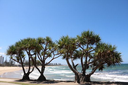 Big trees of Pandanus Pedunculatus at Sunshine Coast, Queensland Australia