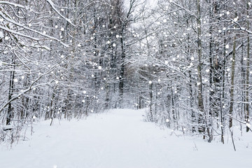 Winter forest with snow