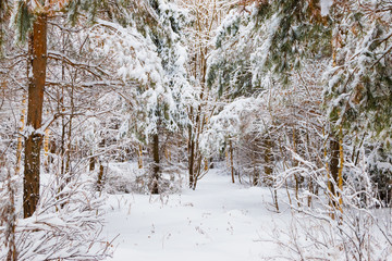 Winter forest with snow