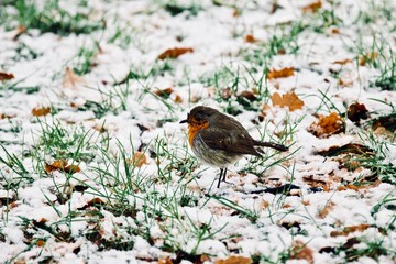 A bird perching  on ice 