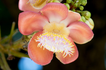 cannonball flower