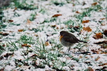 A bird perching  on ice 