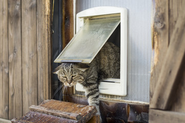 Funny scene of a cat escapes from a cat flap and goes outside