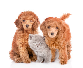 Poodle puppies and tiny kitten together. isolated on white background