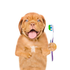 Funny puppy with  toothbrush. isolated on white background