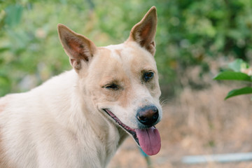 Close up Thai dog smiling.