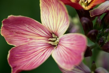 A close up of a pink flower 