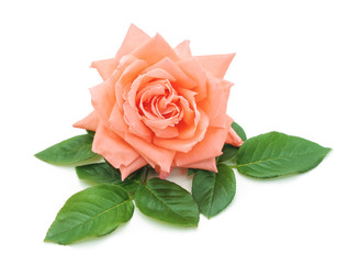 Naklejka premium One pink rose.