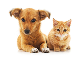 Obraz premium Cat and dog.