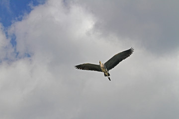 Graureiher