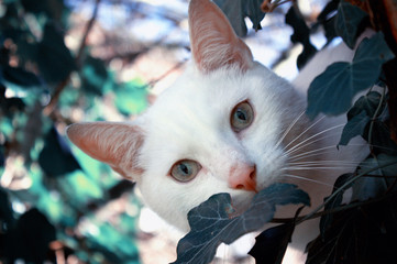White cat on a tree 