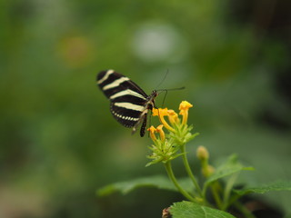 El Mariposario del Drago