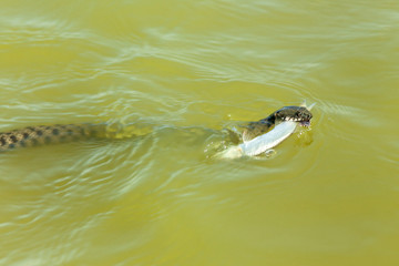 the snake eats fish. The snake hunts fish in the water, the snake catches the fish and wants to eat it