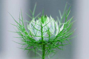 Exotic Lilac Flower With Spiny Leaf Network