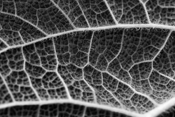 A black and white capture of the back of a leaf 