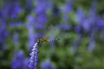 lavender flower and Dragonfly