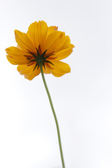  Yellow cosmos flower blooming on a white background.