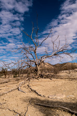 Vertrockneter Baum am Rand des Sees - Embalse de la Pedrera - Andalusien