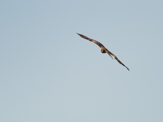 エサを探す鳶
