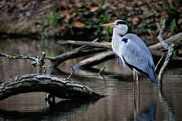 Heron