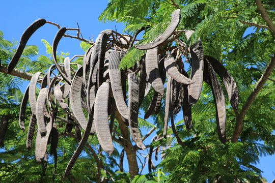 Seed pods of Delonix regia at Sunshine Coast , Queensland Australia