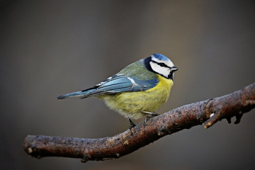 Blue Tit