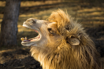 Tiger, camel, meerkat, 