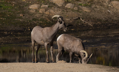 Big Horn Sheep