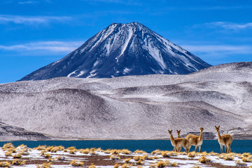 Vigognes et volcan miscanti © Pat on stock