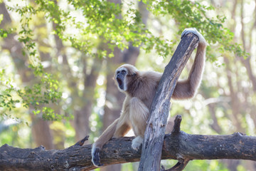 White-handed gibbon is sitting on a branch with green leaf and bokeh background. Copy space