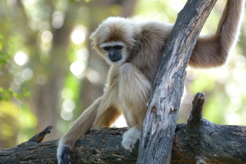 White-handed gibbon is sitting on a branch with green leaf and bokeh background. Copy space